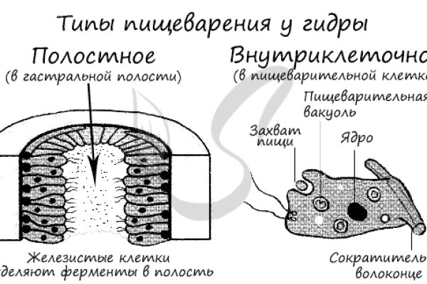 Black sprut ссылка рабочая