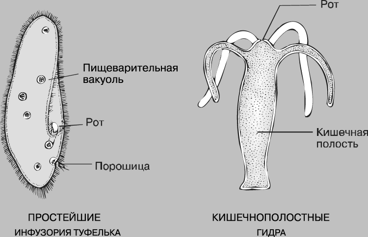 Pasaremos blacksprut ссылки